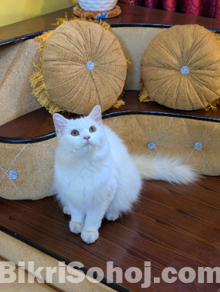 Persian cat